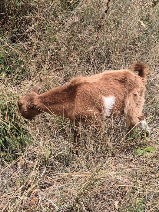Vând iezi la schimb pe purcei
