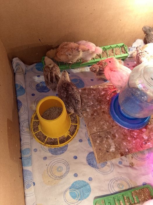 Продам домашних цыплят