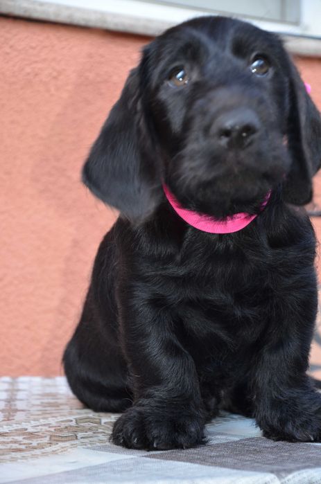 schnauzer negru, mascul 3 luni