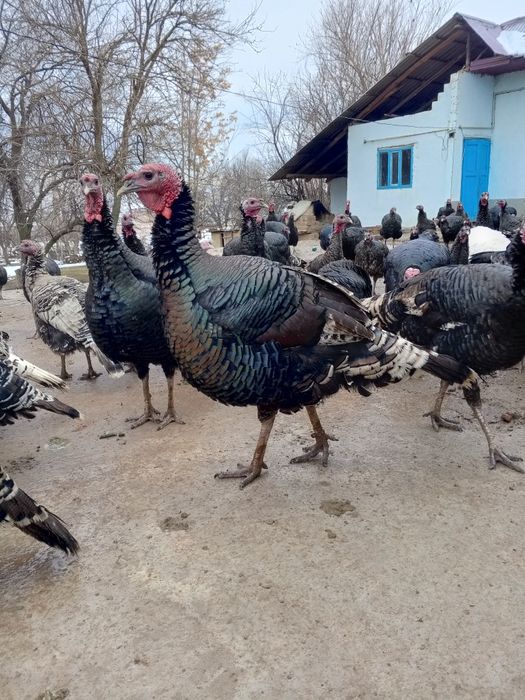 Гибрид кораздар сатылады