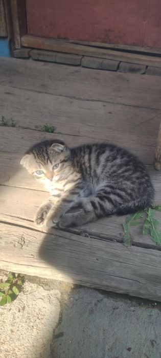 Отдам котят в добрые руки