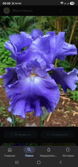 Цветы садовые разные