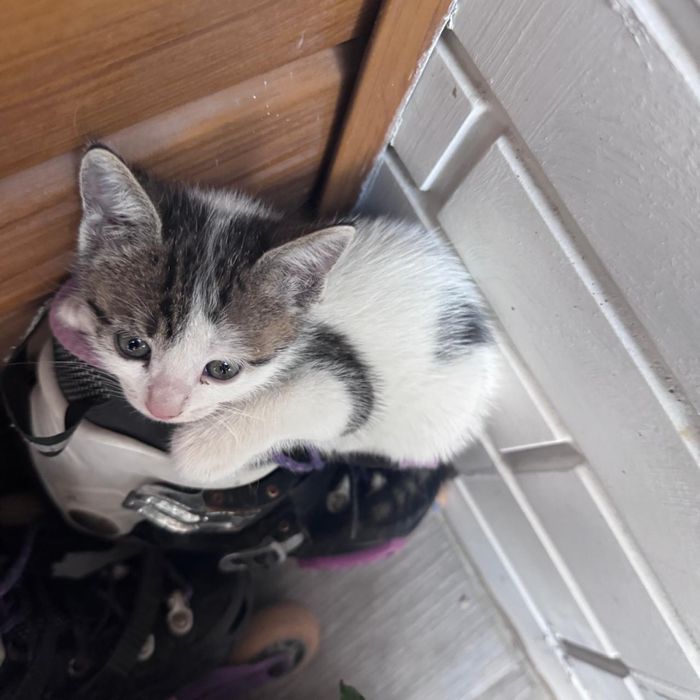 отдам котят в хорошие руки