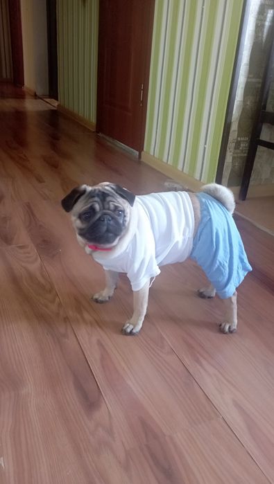 Мопс девочка 8 месяцев