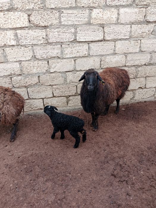 Қозылы қой сатылады қысыр қойда бар