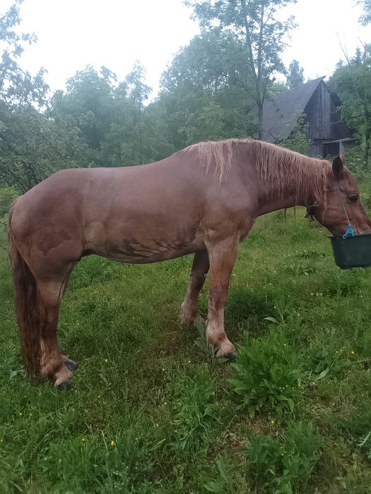 Vând iapă de 12 ani