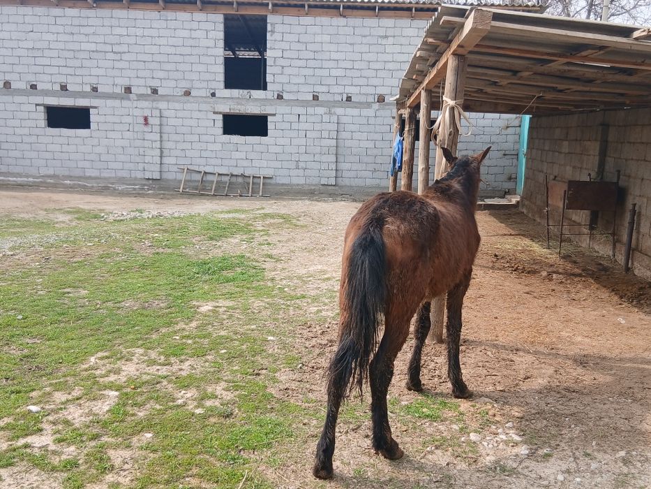 Гарантия бар ауры емес