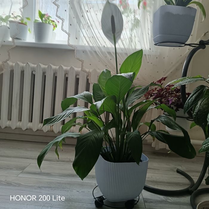 Продам женское счастье