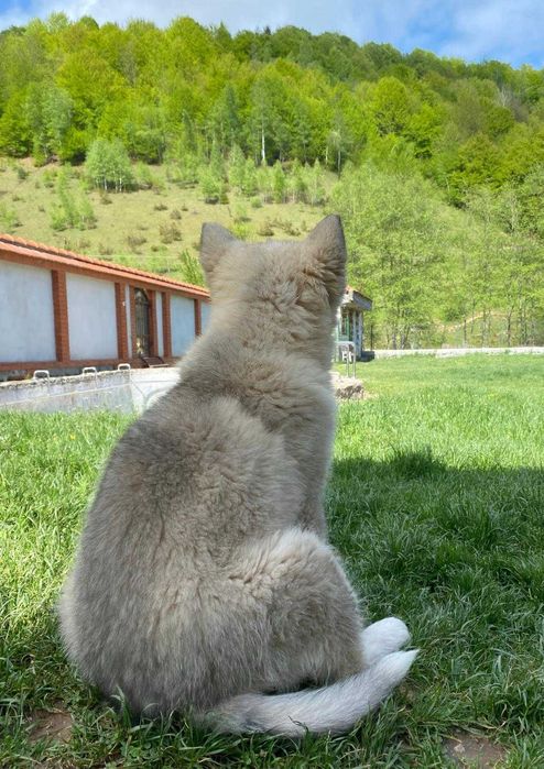 Malamut de Alaska