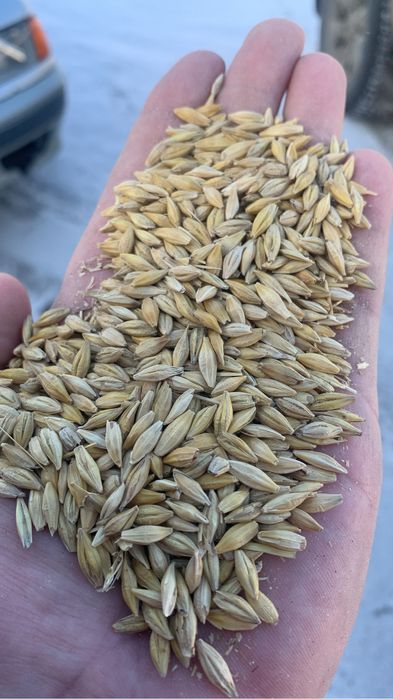 Арпа , ақбидай , ячмень , пшеница