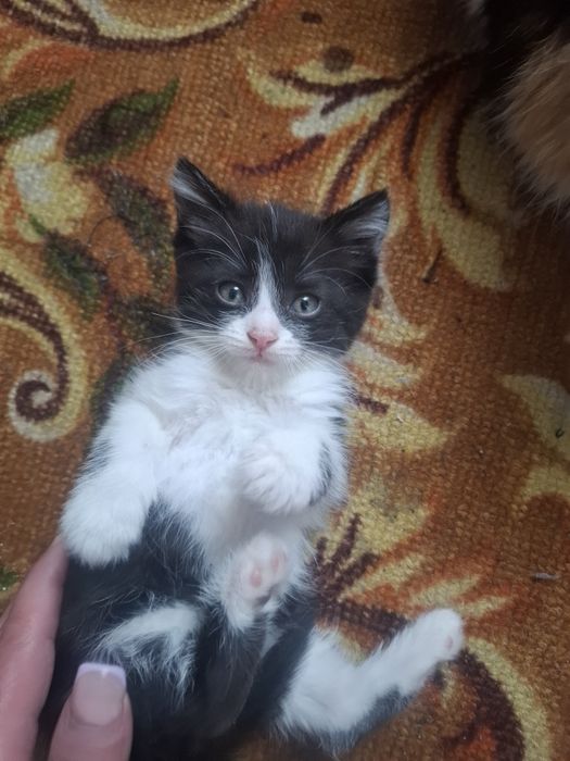 Отдам хорошие руки котёнка