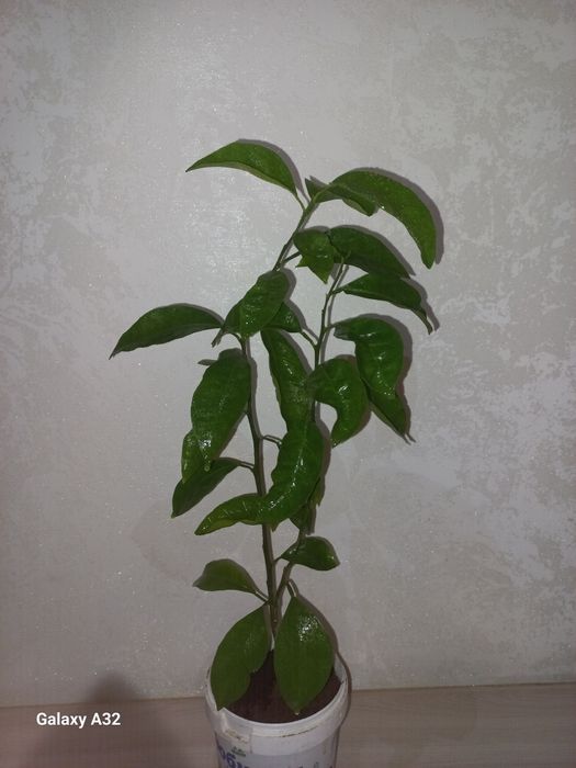 Лимон не привитый 2 года