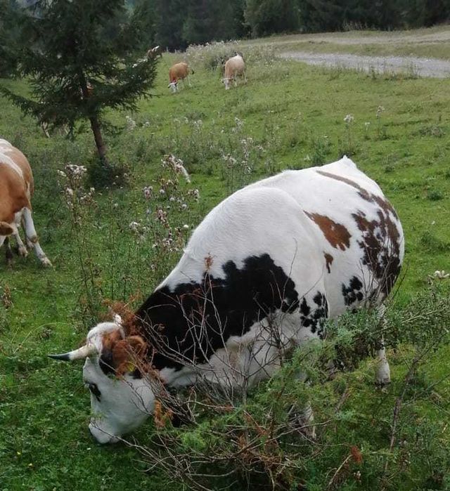 vând o vacă din cele două