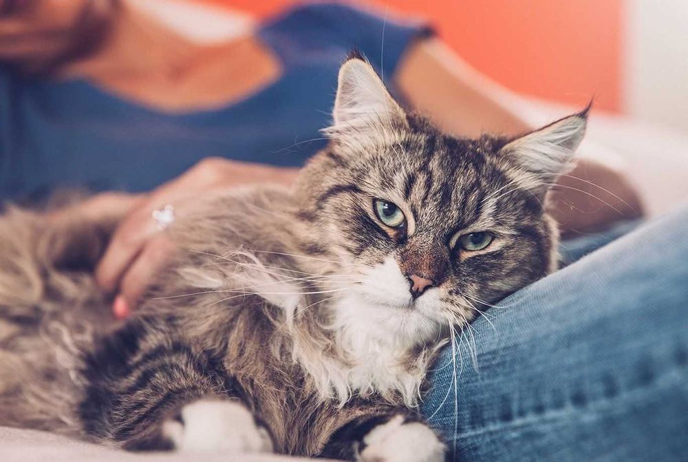 Pet sitter Timisoara