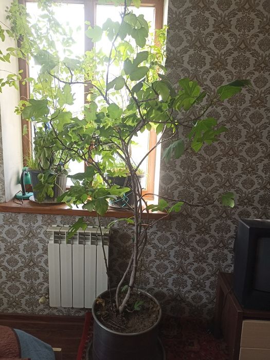 Продам комнатный Инжир