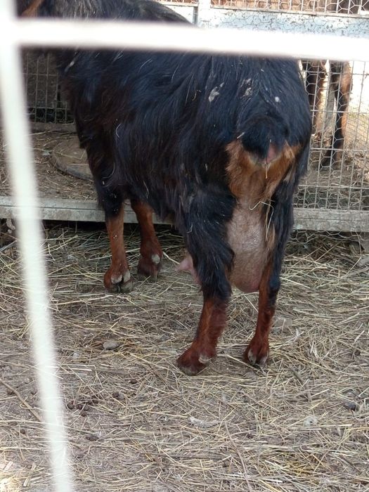 Schimb  cu rate lesesti ssu romanesti capră bună de lapte cu iadă și u