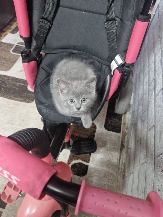 Отдам котёнка в добрые руки