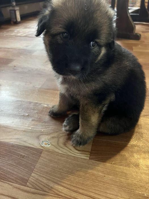 Продавам малки кученца