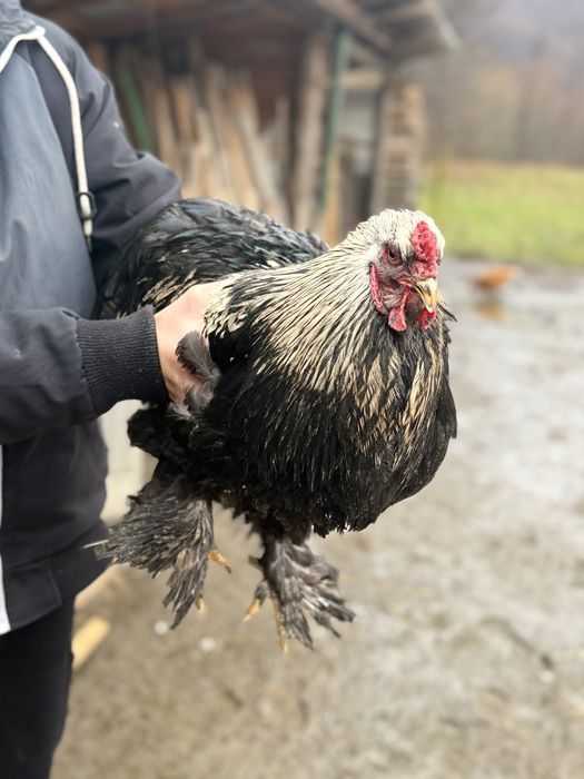 Cocoși Brahma de vânzare!