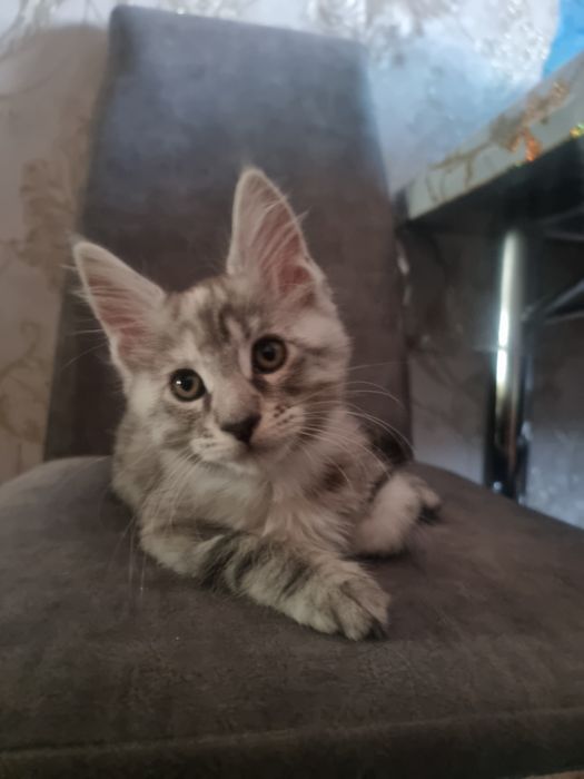 Чистокровные котята Мейн-кун