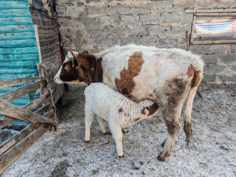 Қой,тоқты, сатамын семіз