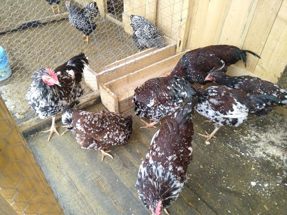 Vând cocoși, austrolorp, wyandotte roșu negru, argintiu, Sussex