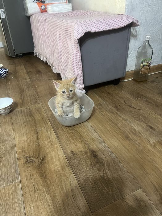 Котята бесплатно в добрые руки