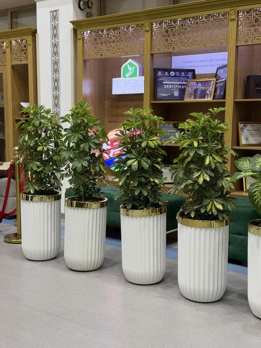 Живые растения в горшках для офиса ресторана и дома