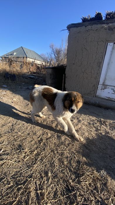 Алабай иті Таза қазақтын иті Срочна!