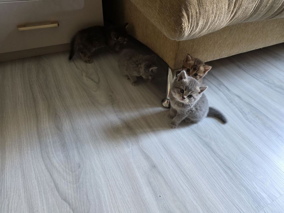 Продаются породистые  котята  шиншилла и скотиш