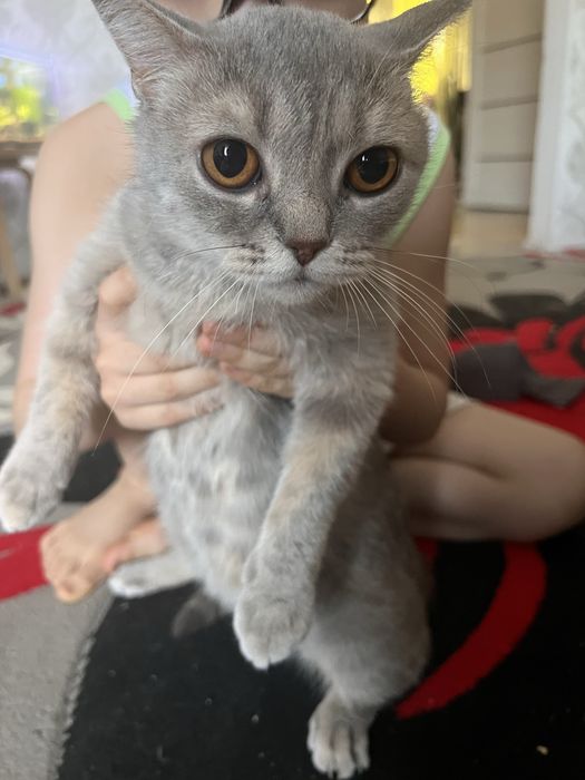 Шотландская кошка в добрые руки