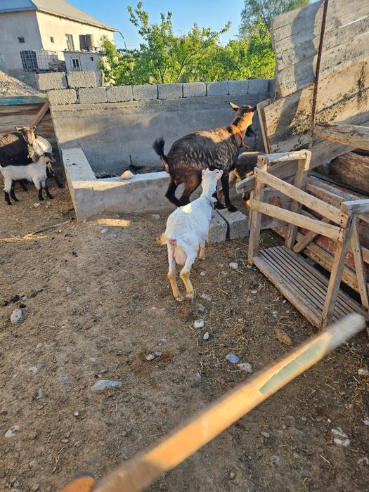 Альпийски теке сатылады 2 жас