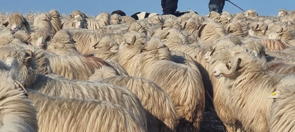 100 de oi bâle cu certificate de origine