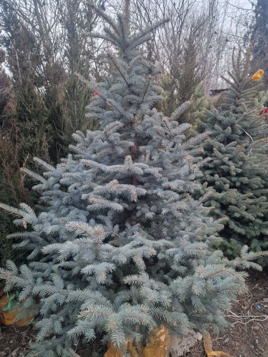 Озеленение ель сосна