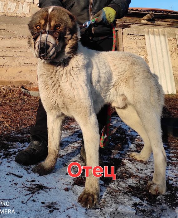 Алабай щенки сао