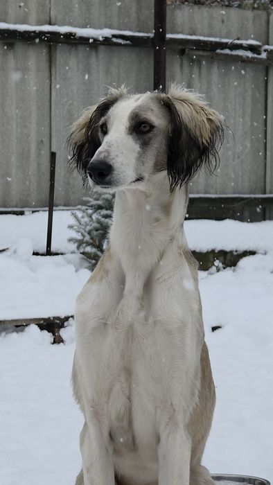 Тазы сатылады/продам тазы