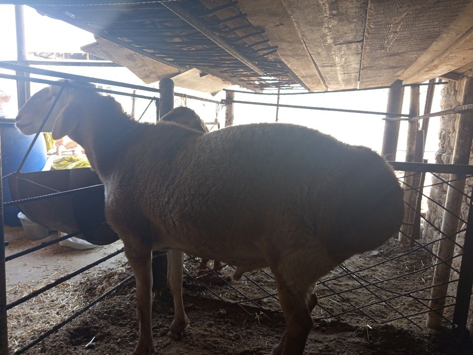 Qoʻchqor zotli gigand