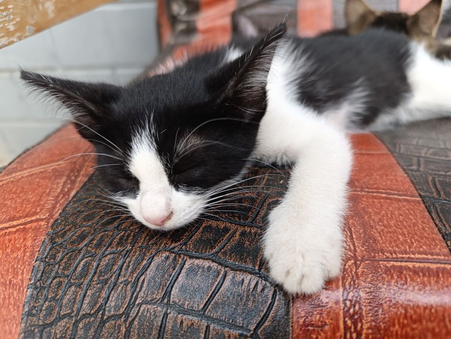 Mushuk bolalari beriladi