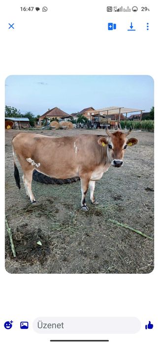 Junincā de 2 ani