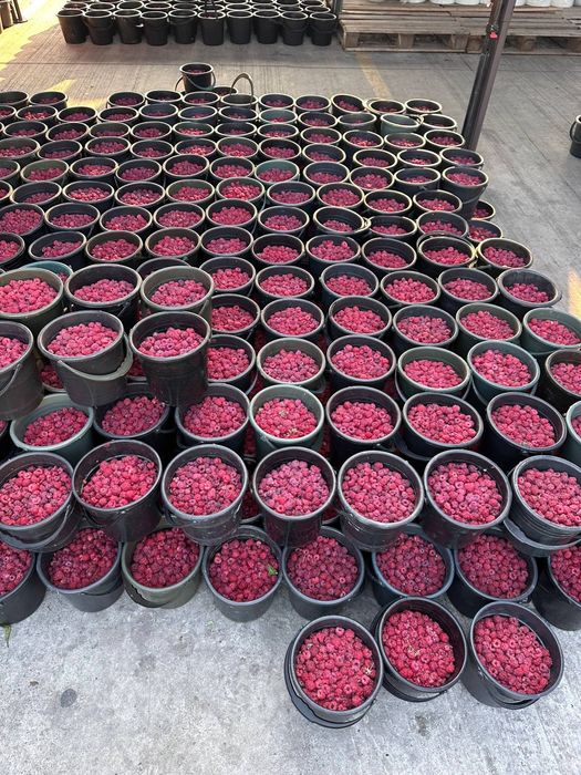 Malina, Smarodina, shotut, Kirojonik