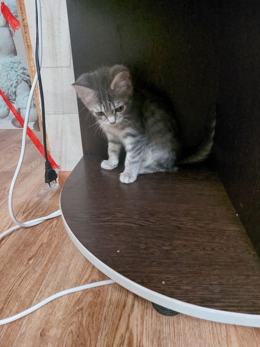 Британка короткошерстная кошка