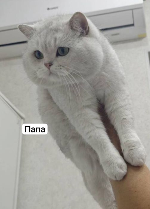 Породистые котята шиншилла (золотая/серебристая) — милые и ласковые!