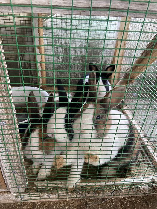 Galland panda sotiladi