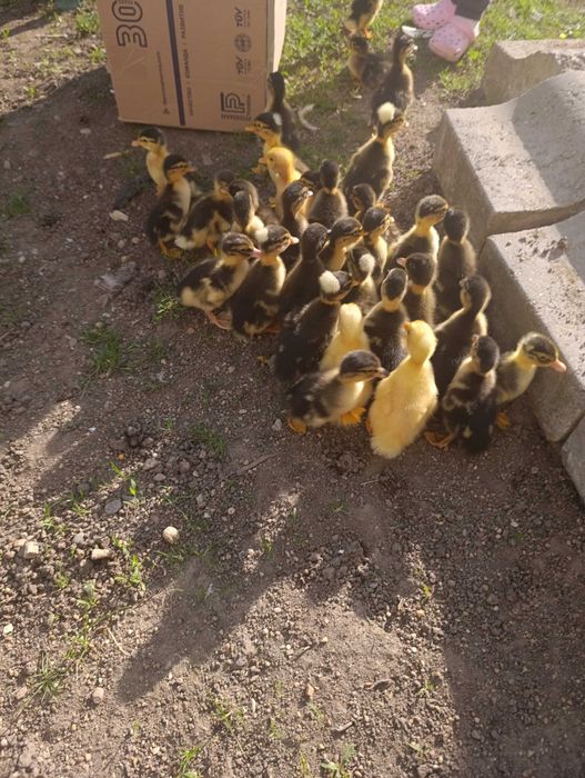 Boboci de rata macanitoare