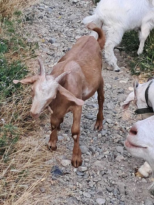 Țap si capre metis anglonubian de lapte
