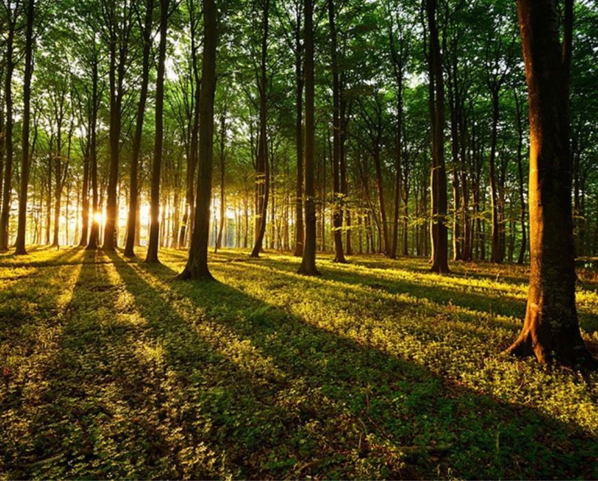 Padure de vazare – 33 Ha comasat – Arges (Micesti, PĂULEASCA)