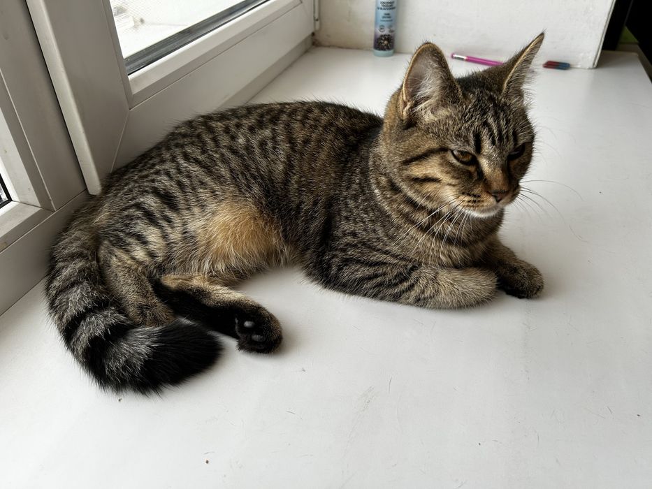 Отдам кошку (котенок)