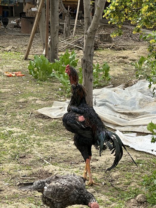 Boboqi xoroz  11 oylik