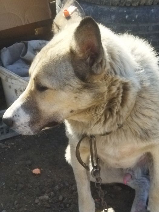 В добрые руки собака