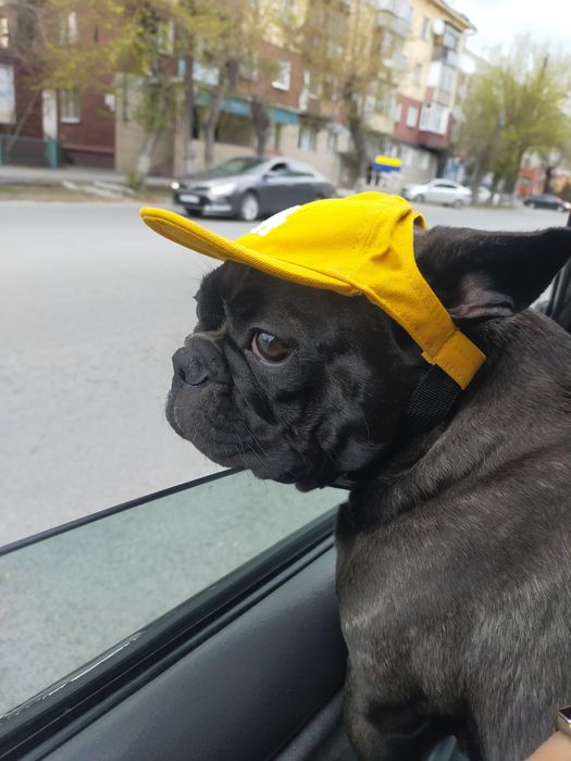 Продам щенков!!!